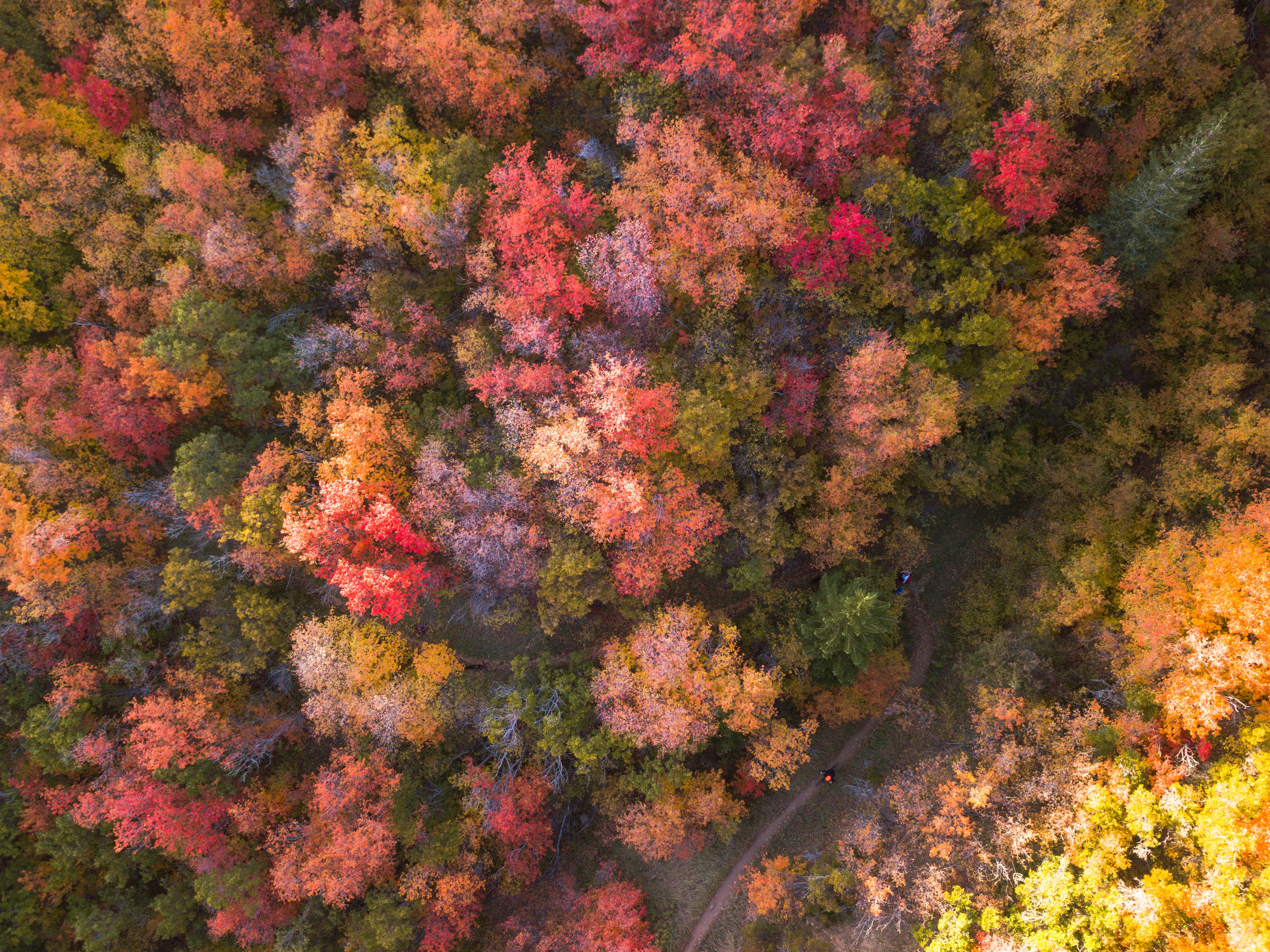 fall colored trees
