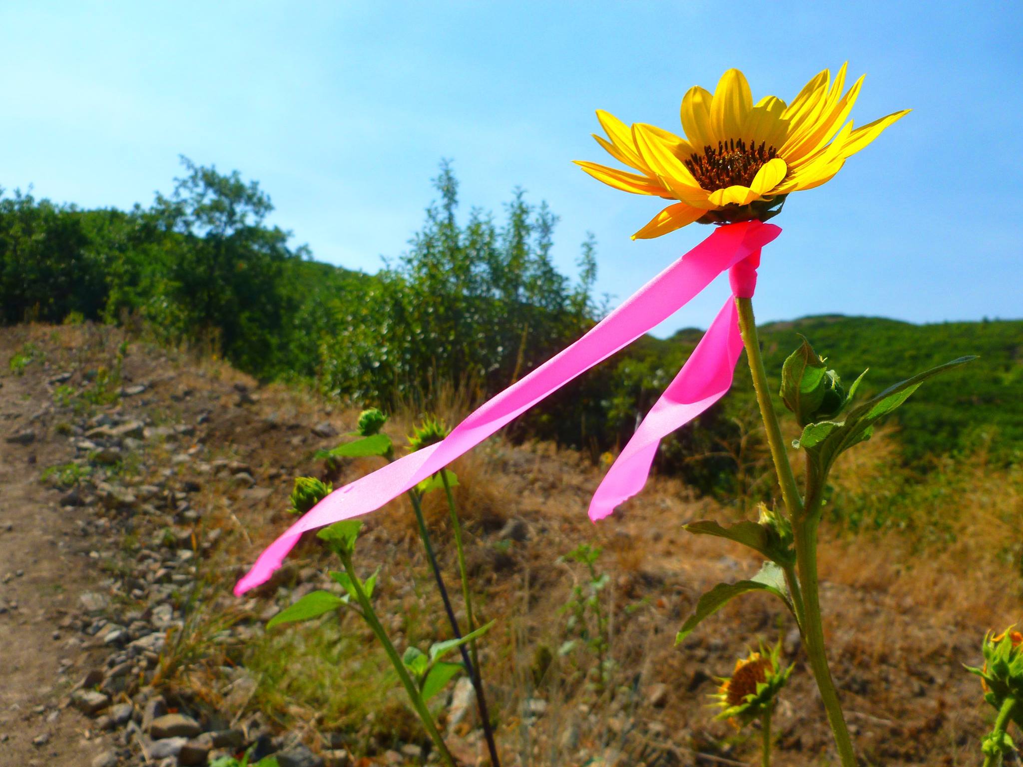 Sunflower with pink ribbon tied to it
